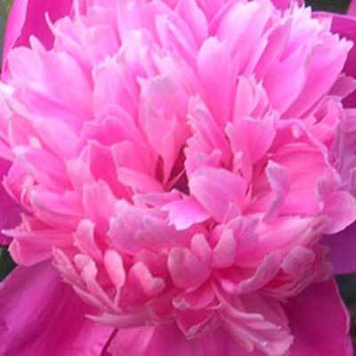 Victoire de la Marne Peony